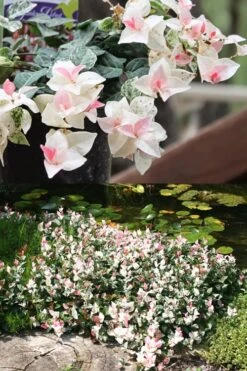 Snow N Summer Asiatic Jasmine - 6 Pack Of 1 Gallon Pots -Wilson Bros Garden Asian Jasmine Summer N Snow 2 1