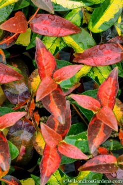 Summer Sunset Asiatic Jasmine - 6 Pack Of 1 Gallon Pots -Wilson Bros Garden Asian jasmine Summer Sunset 1