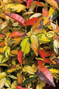 Summer Sunset Asiatic Jasmine - 6 Pack Of 1 Gallon Pots