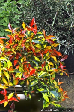 Summer Sunset Asiatic Jasmine - 1 Gallon Pot -Wilson Bros Garden Asian jasmine Summer Sunset 6 1