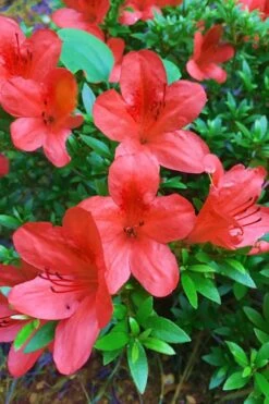 Flame Creeper Dwarf Spreading Azalea - 1 Gallon Pot -Wilson Bros Garden Azalea Flame Creeper 11 1
