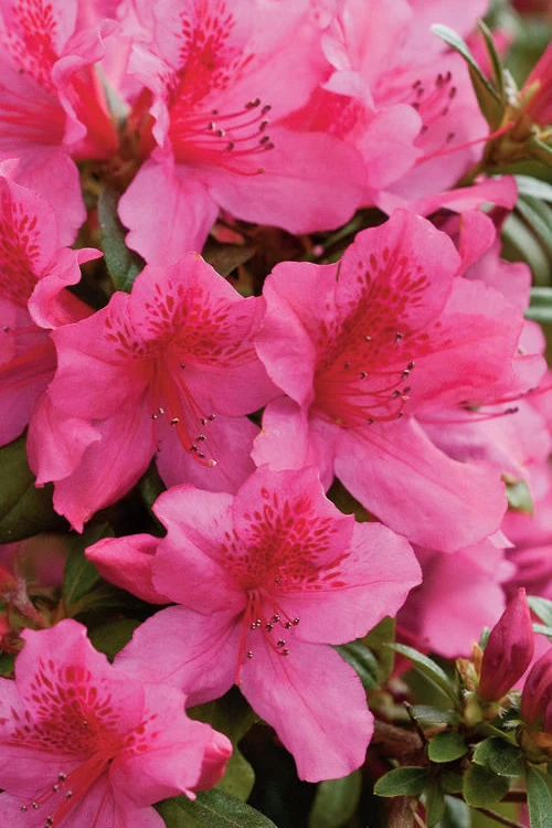Pride Of Mobile Azalea - 6 Pack Of 1 Gallon Pots 6 Pride Of Mobile Azalea - 6 Pack Of 1 Gallon Pots - Image 4