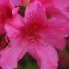 Pride Of Mobile Azalea - 3 Gallon Pot -Wilson Bros Garden Azalea Pride of Mobile 13