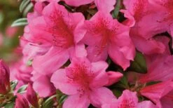 Pride Of Mobile Azalea - 3 Gallon Pot -Wilson Bros Garden Azalea Pride of Mobile 15