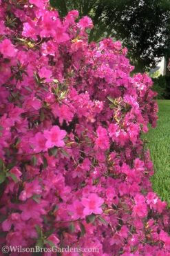 Pride Of Mobile Azalea - 6 Pack Of 1 Gallon Pots 9 Pride Of Mobile Azalea - 6 Pack Of 1 Gallon Pots -Wilson Bros Garden Azalea Pride of Mobile 21 1