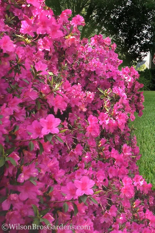 Pride Of Mobile Azalea - 6 Pack Of 1 Gallon Pots 5 Pride Of Mobile Azalea - 6 Pack Of 1 Gallon Pots - Image 3