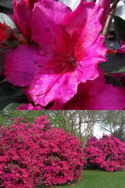 Red Formosa Azalea - 6 Pack Of 1 Gallon Pots -Wilson Bros Garden Azalea Red Formosa 1 500x750 1