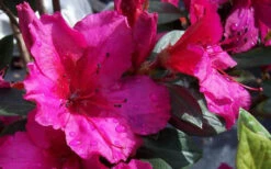 Red Formosa Azalea - 6 Pack Of 1 Gallon Pots -Wilson Bros Garden Azalea Red Formosa