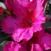 Red Formosa Azalea - 6 Pack Of 1 Gallon Pots -Wilson Bros Garden Azalea Red Formosa 5
