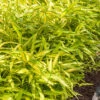 Dwarf Green Stripe Bamboo - Pleioblastus Viridistriatus - 2 Gallon Pot -Wilson Bros Garden Bamboo Green Stripe 8