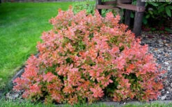 Admiration Barberry - 1 Gallon Pot 13 Admiration Barberry - 1 Gallon Pot -Wilson Bros Garden Barberry Admiration 10 1