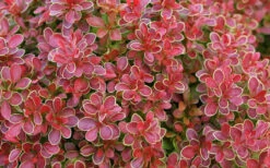 Admiration Barberry - 1 Gallon Pot 15 Admiration Barberry - 1 Gallon Pot -Wilson Bros Garden Barberry Admiration 11 1