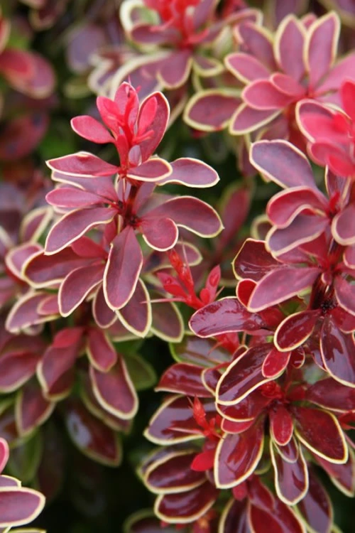 Admiration Barberry - 1 Gallon Pot 8 Admiration Barberry - 1 Gallon Pot - Image 6
