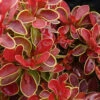 Admiration Barberry - 1 Gallon Pot 2 Admiration Barberry - 1 Gallon Pot -Wilson Bros Garden Barberry Admiration 6 1