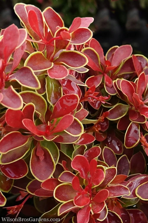 Admiration Barberry - 1 Gallon Pot 3 Admiration Barberry - 1 Gallon Pot