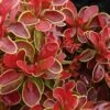 Admiration Barberry - 3 Gallon Pot -Wilson Bros Garden Barberry Admiration 6 2