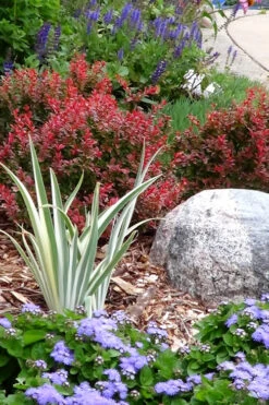 Admiration Barberry - 1 Gallon Pot 12 Admiration Barberry - 1 Gallon Pot -Wilson Bros Garden Barberry Admiration 7 1