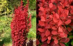 Orange Rocket Barberry - 2 Gallon Pot -Wilson Bros Garden Barberry Orange Rocket 2 2