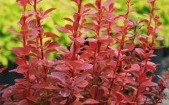Orange Rocket Barberry - 2 Gallon Pot -Wilson Bros Garden Barberry Orange Rocket 3