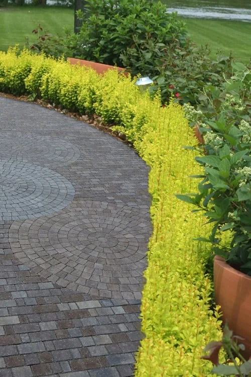 Sunjoy Gold Pillar Barberry - 2 Gallon Pot 6 Sunjoy Gold Pillar Barberry - 2 Gallon Pot - Image 4