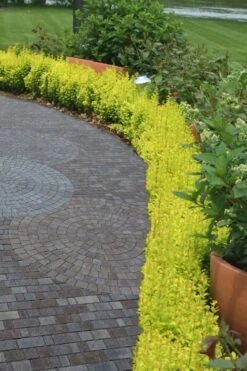 Sunjoy Gold Pillar Barberry - 1 Gallon Pot -Wilson Bros Garden Barberry Sunjoy Gold Pillar 2