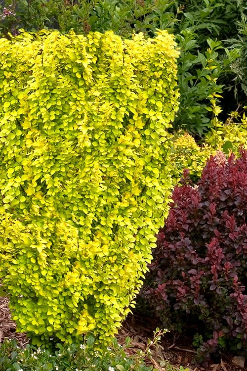 Sunjoy Gold Pillar Barberry - 2 Gallon Pot 3 Sunjoy Gold Pillar Barberry - 2 Gallon Pot