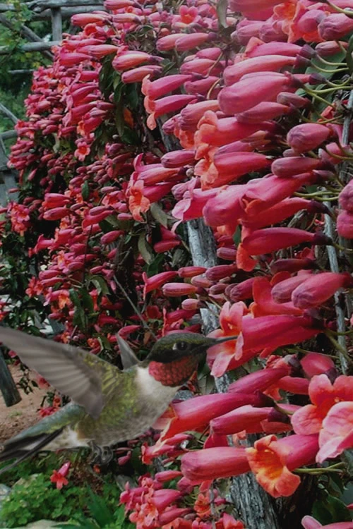 Shalimar Red Crossvine - Bignonia Capreolata - 2 Gallon Pot 7 Shalimar Red Crossvine - Bignonia Capreolata - 2 Gallon Pot - Image 5
