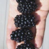 Apache Thornless Blackberry - 1 Gallon Pot -Wilson Bros Garden Blackberry Apache In hand 500x750 1