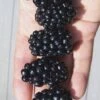 Apache Thornless Blackberry - 2 Gallon Pot -Wilson Bros Garden Blackberry Apache In hand 500x750 2