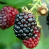 Arapaho Thornless Blackberry - 1 Gallon Pot -Wilson Bros Garden Blackberry Arapaho Rev 500x750 1
