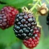 Arapaho Thornless Blackberry - 6 Pack Of 1 Gallon Pots -Wilson Bros Garden Blackberry Arapaho Rev 500x750 2