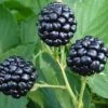 Natchez Thornless Blackberry - 6 Pack Of 1 Gallon Pots -Wilson Bros Garden Blackberry Natchez BS 2