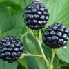 Natchez Thornless Blackberry - 1 Gallon Pot -Wilson Bros Garden Blackberry Natchez BS 3