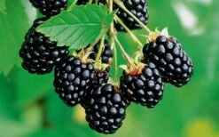 Navaho Thornless Blackberry - 1 Gallon Pot -Wilson Bros Garden Blackberry Navaho 2 1