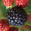 Osage Thornless Blackberry - 1 Gallon Pot -Wilson Bros Garden Blackberry Osage 1 1