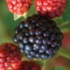 Osage Thornless Blackberry - 6 Pack Of 1 Gallon Pots -Wilson Bros Garden Blackberry Osage 1
