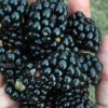 Prime Ark Freedom Blackberry Plant - 3 Gallon Pot -Wilson Bros Garden Blackberry Prime Ark Freedom 1 2