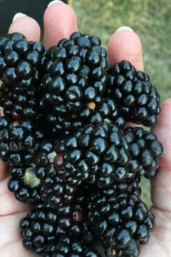 Prime Ark Freedom Blackberry Plant - 3 Gallon Pot