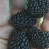Prime Ark Traveler Blackberry Plant - 1 Gallon Pot 2 Prime Ark Traveler Blackberry Plant - 1 Gallon Pot -Wilson Bros Garden Blackberry Prime Ark Traveler 1