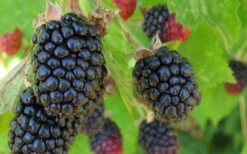 Triple Crown Thornless Blackberry Plant - 1 Gallon Pot -Wilson Bros Garden Blackberry Triple Crown 1