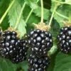 Triple Crown Thornless Blackberry Plant - 3 Gallon Pot 2 Triple Crown Thornless Blackberry Plant - 3 Gallon Pot -Wilson Bros Garden Blackberry Triple Crown 500x750 1