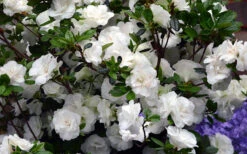Snowball Bloom 'N Again Azalea - 1 Gallon Pot -Wilson Bros Garden Bloom N Again Azalea Snowball 1