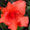 Orange Frost Bloom 'N Again Azalea - 1 Gallon Pot 1 Orange Frost Bloom 'N Again Azalea - 1 Gallon Pot -Wilson Bros Garden Bloom N Again Orange Frost 1 500x750 1
