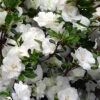 Snowball Bloom 'N Again Azalea - 2 Gallon Pot -Wilson Bros Garden Bloom N Again Snowball 1 500x750 1