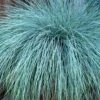 Beyond Blue Festuca (Fescue) - 1 Gallon Pot -Wilson Bros Garden Blue Fescue Beyond Blue 21 1