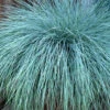 Beyond Blue Festuca (Fescue) - 6 Pack Of 1 Gallon Pots -Wilson Bros Garden Blue Fescue Beyond Blue 21