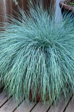 Beyond Blue Festuca (Fescue) - 3 Pack Of Quart Pots -Wilson Bros Garden Blue Fescue Beyond Blue 21 2