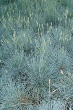 Beyond Blue Festuca (Fescue) - 3 Pack Of Quart Pots -Wilson Bros Garden Blue Fescue Beyond Blue 22