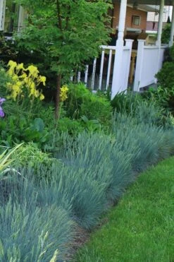 Beyond Blue Festuca (Fescue) - 3 Pack Of Quart Pots -Wilson Bros Garden Blue Fescue Beyond Blue 23 2