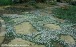 Blue Star Creeper (Laurentia Fluviatilis) - 3 Pack Of Quart Pots 17 Blue Star Creeper (Laurentia Fluviatilis) - 3 Pack Of Quart Pots -Wilson Bros Garden Blue Star Creeper 20 1